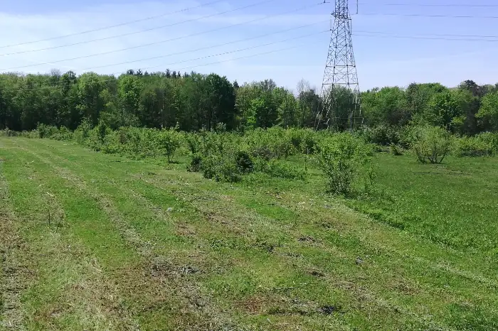 clearing a brushy area for pastureland